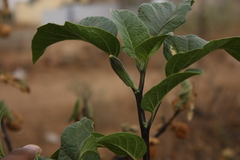 Datura metel